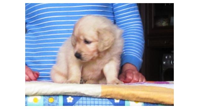 Щенки папийона (папильона) в питомнике Бон Плезир Щенки папийона (папильона) в питомнике Бон Плезир