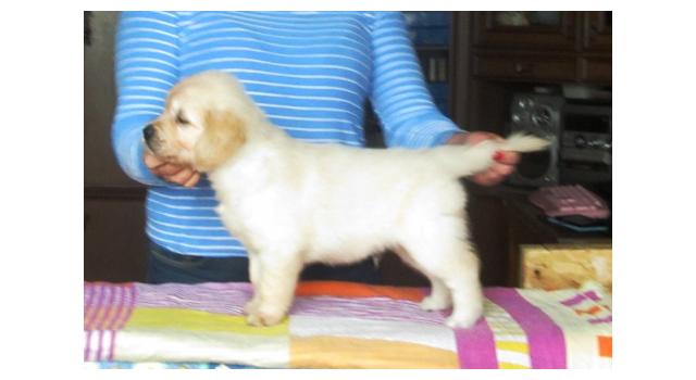 Щенки папийона (папильона) в питомнике Бон Плезир Щенки папийона (папильона) в питомнике Бон Плезир