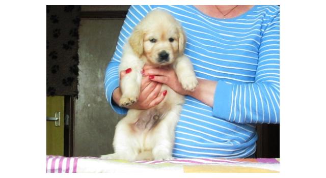 Щенки папийона (папильона) в питомнике Бон Плезир Щенки папийона (папильона) в питомнике Бон Плезир