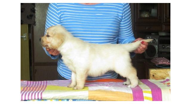 Щенки папийона (папильона) в питомнике Бон Плезир Щенки папийона (папильона) в питомнике Бон Плезир