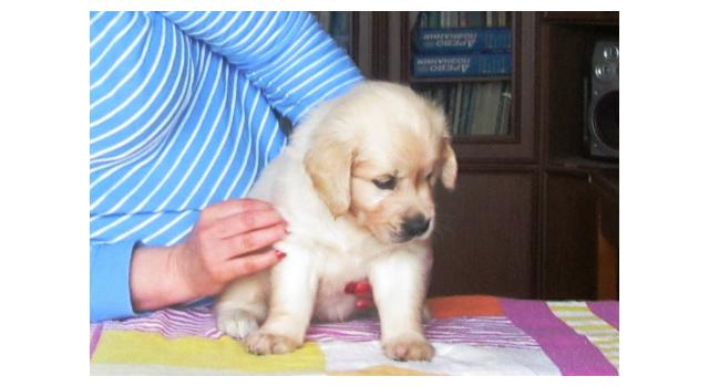 Щенки папийона (папильона) в питомнике Бон Плезир Щенки папийона (папильона) в питомнике Бон Плезир