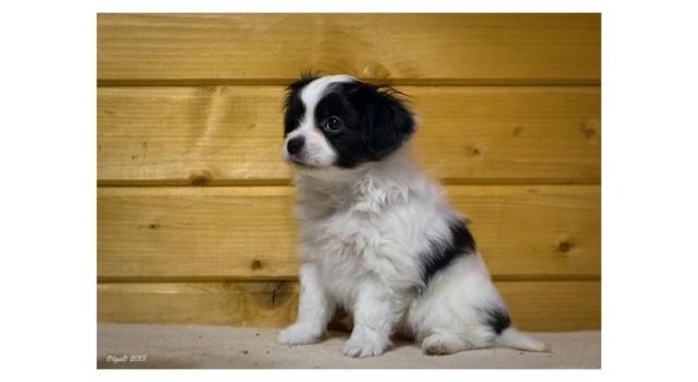 Щенки папийона (папильона) в питомнике Бон Плезир Щенки папийона (папильона) в питомнике Бон Плезир