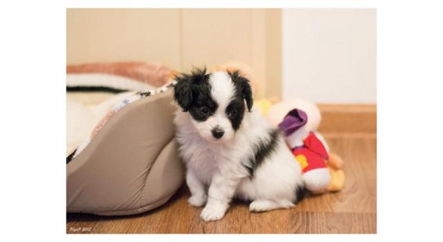 Щенки папийона (папильона) в питомнике Бон Плезир Щенки папийона (папильона) в питомнике Бон Плезир