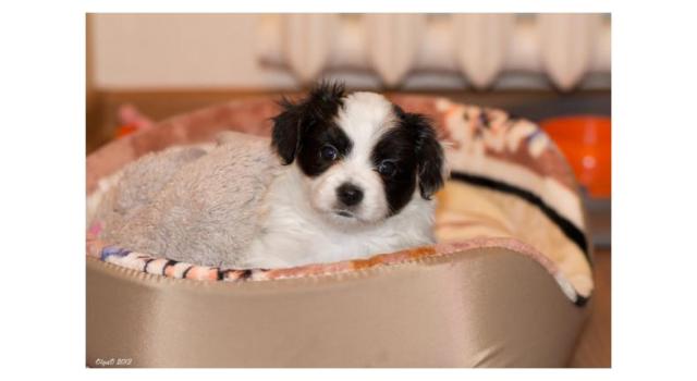 Щенки папийона (папильона) в питомнике Бон Плезир Щенки папийона (папильона) в питомнике Бон Плезир