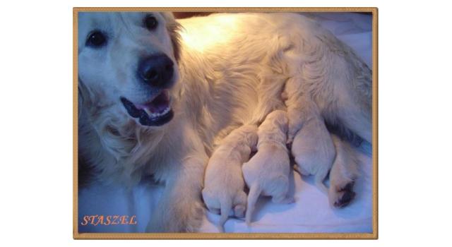 Щенки папийона (папильона) в питомнике Бон Плезир Щенки папийона (папильона) в питомнике Бон Плезир