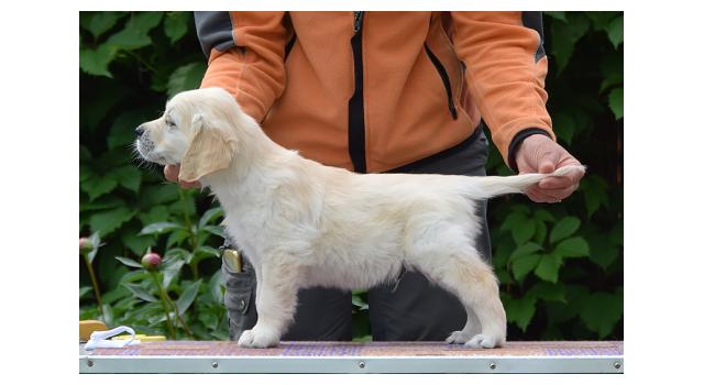 Щенки папийона (папильона) в питомнике Бон Плезир Щенки папийона (папильона) в питомнике Бон Плезир