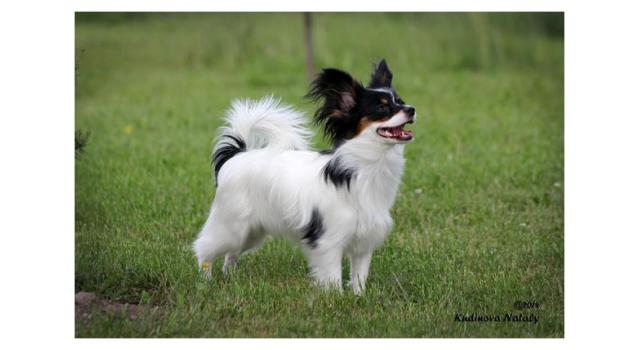 Щенки папийона (папильона) в питомнике Бон Плезир Щенки папийона (папильона) в питомнике Бон Плезир