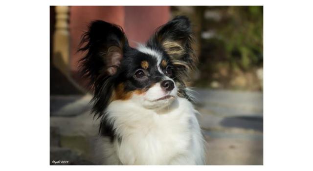 Щенки папийона (папильона) в питомнике Бон Плезир Щенки папийона (папильона) в питомнике Бон Плезир