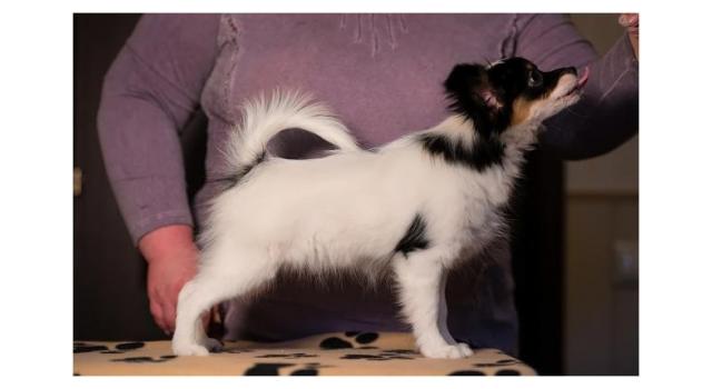 Щенки папийона (папильона) в питомнике Бон Плезир Щенки папийона (папильона) в питомнике Бон Плезир