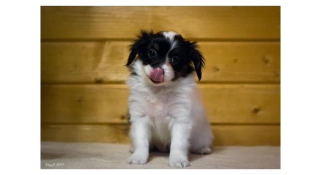 Щенки папийона (папильона) в питомнике Бон Плезир Щенки папийона (папильона) в питомнике Бон Плезир