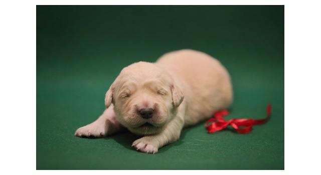 Щенки папийона (папильона) в питомнике Бон Плезир Щенки папийона (папильона) в питомнике Бон Плезир