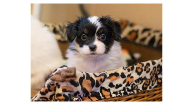 Щенки папийона (папильона) в питомнике Бон Плезир Щенки папийона (папильона) в питомнике Бон Плезир