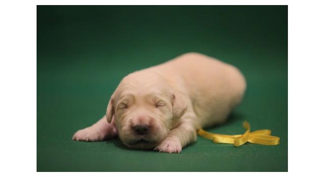 Щенки папийона (папильона) в питомнике Бон Плезир Щенки папийона (папильона) в питомнике Бон Плезир
