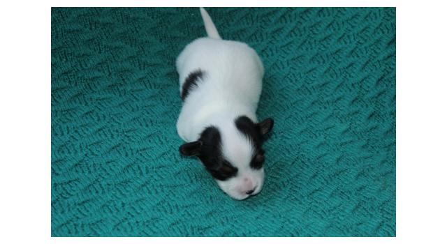 Щенки папийона (папильона) в питомнике Бон Плезир Щенки папийона (папильона) в питомнике Бон Плезир