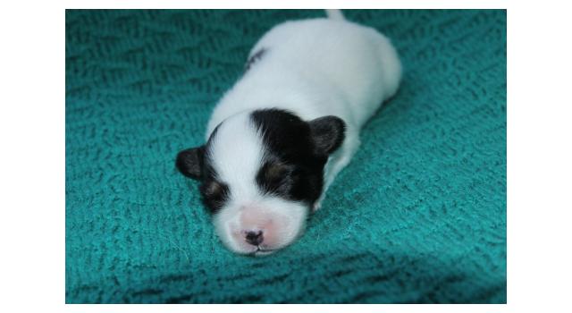 Щенки папийона (папильона) в питомнике Бон Плезир Щенки папийона (папильона) в питомнике Бон Плезир