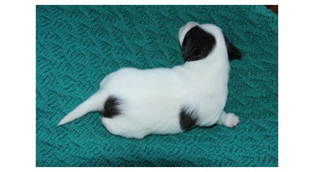 Щенки папийона (папильона) в питомнике Бон Плезир Щенки папийона (папильона) в питомнике Бон Плезир