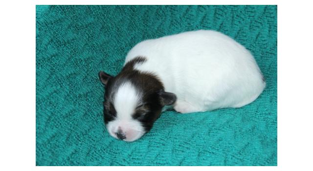 Щенки папийона (папильона) в питомнике Бон Плезир Щенки папийона (папильона) в питомнике Бон Плезир