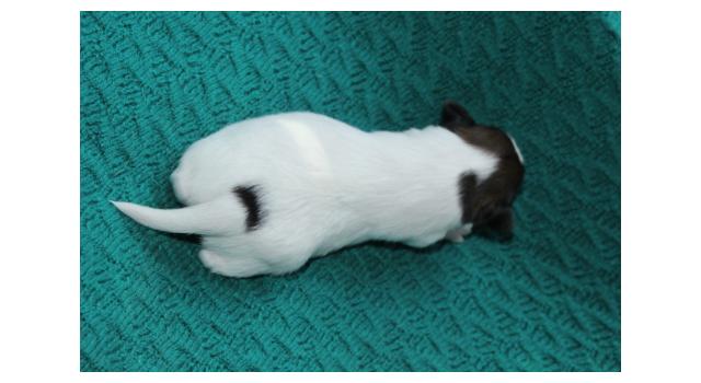 Щенки папийона (папильона) в питомнике Бон Плезир Щенки папийона (папильона) в питомнике Бон Плезир