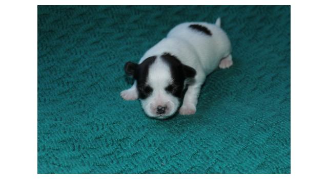 Щенки папийона (папильона) в питомнике Бон Плезир Щенки папийона (папильона) в питомнике Бон Плезир