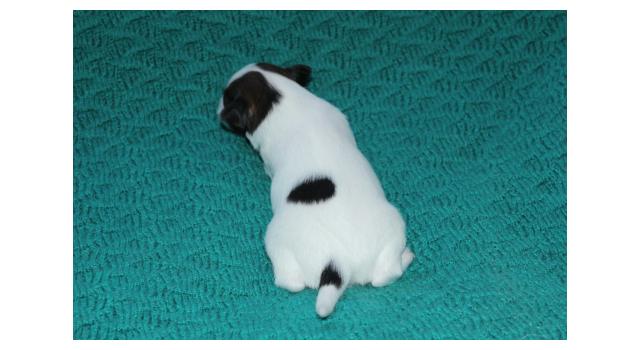 Щенки папийона (папильона) в питомнике Бон Плезир Щенки папийона (папильона) в питомнике Бон Плезир