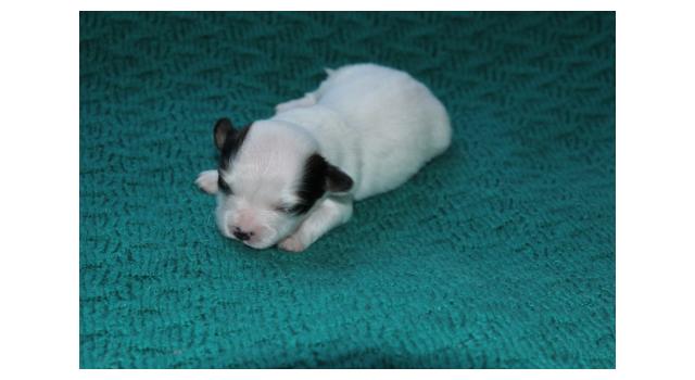 Щенки папийона (папильона) в питомнике Бон Плезир Щенки папийона (папильона) в питомнике Бон Плезир