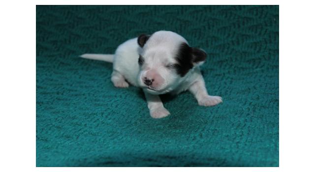 Щенки папийона (папильона) в питомнике Бон Плезир Щенки папийона (папильона) в питомнике Бон Плезир