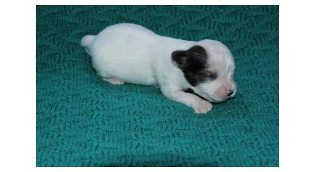 Щенки папийона (папильона) в питомнике Бон Плезир Щенки папийона (папильона) в питомнике Бон Плезир