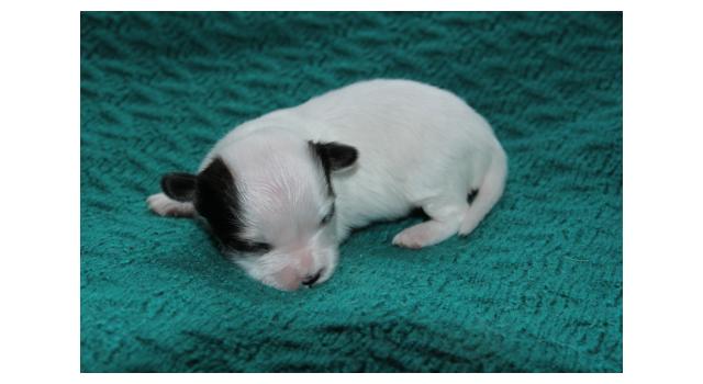 Щенки папийона (папильона) в питомнике Бон Плезир Щенки папийона (папильона) в питомнике Бон Плезир