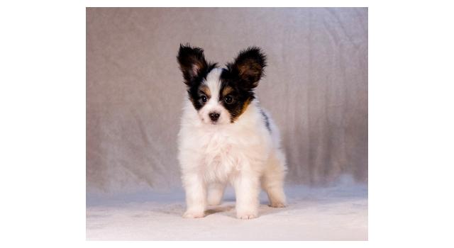 Щенки папийона (папильона) в питомнике Бон Плезир Щенки папийона (папильона) в питомнике Бон Плезир