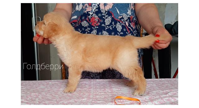 Щенки папийона (папильона) в питомнике Бон Плезир Щенки папийона (папильона) в питомнике Бон Плезир