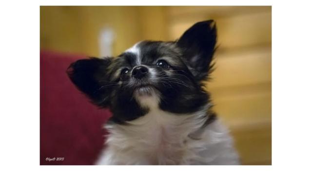 Щенки папийона (папильона) в питомнике Бон Плезир Щенки папийона (папильона) в питомнике Бон Плезир