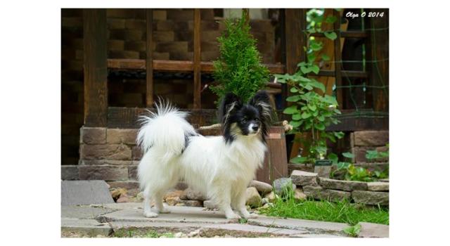 Щенки папийона (папильона) в питомнике Бон Плезир Щенки папийона (папильона) в питомнике Бон Плезир