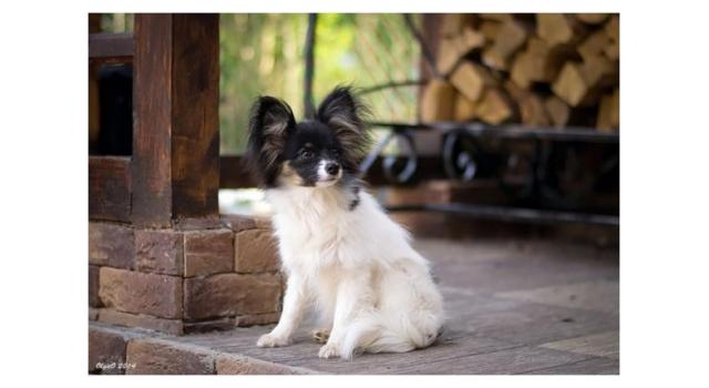 Щенки папийона (папильона) в питомнике Бон Плезир Щенки папийона (папильона) в питомнике Бон Плезир