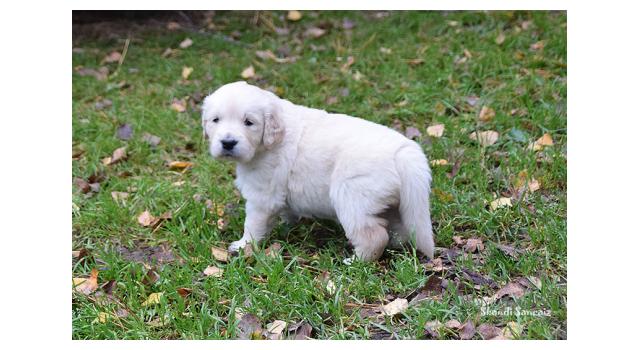 Щенки папийона (папильона) в питомнике Бон Плезир Щенки папийона (папильона) в питомнике Бон Плезир