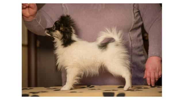 Щенки папийона (папильона) в питомнике Бон Плезир Щенки папийона (папильона) в питомнике Бон Плезир