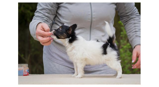 Puppies of papillon in Bon Plaisir Kennel Puppies of papillon in Bon Plaisir Kennel