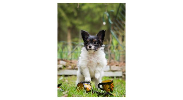 Puppies of papillon in Bon Plaisir Kennel Puppies of papillon in Bon Plaisir Kennel