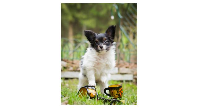 Puppies of papillon in Bon Plaisir Kennel Puppies of papillon in Bon Plaisir Kennel