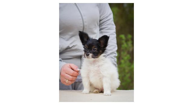 Puppies of papillon in Bon Plaisir Kennel Puppies of papillon in Bon Plaisir Kennel