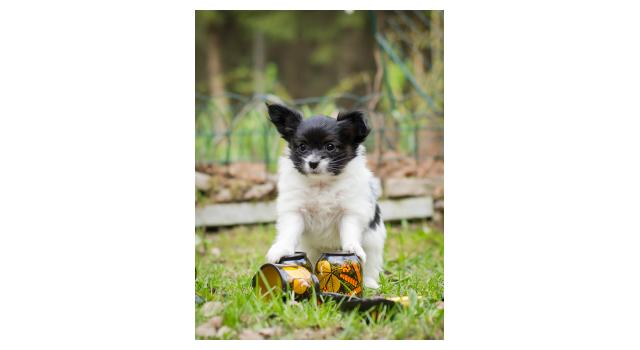 Puppies of papillon in Bon Plaisir Kennel Puppies of papillon in Bon Plaisir Kennel