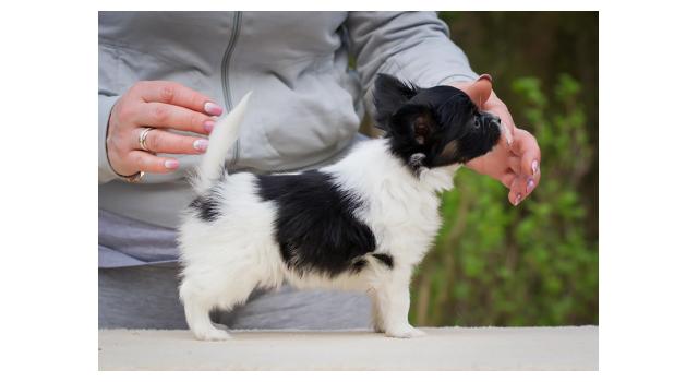 Puppies of papillon in Bon Plaisir Kennel Puppies of papillon in Bon Plaisir Kennel