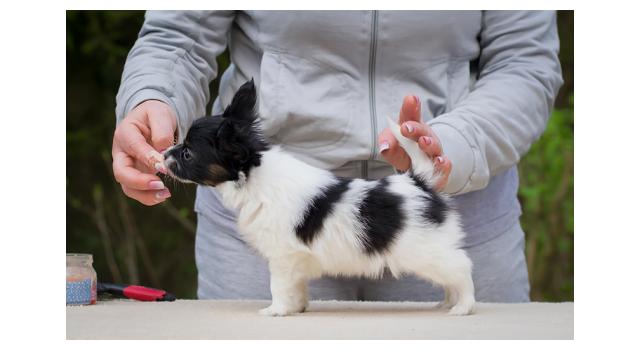 Puppies of papillon in Bon Plaisir Kennel Puppies of papillon in Bon Plaisir Kennel