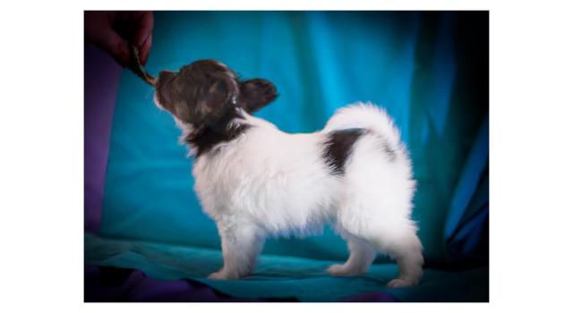 Щенки папийона (папильона) в питомнике Бон Плезир Щенки папийона (папильона) в питомнике Бон Плезир