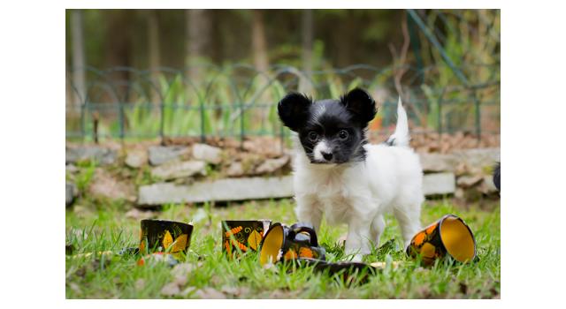 Puppies of papillon in Bon Plaisir Kennel Puppies of papillon in Bon Plaisir Kennel