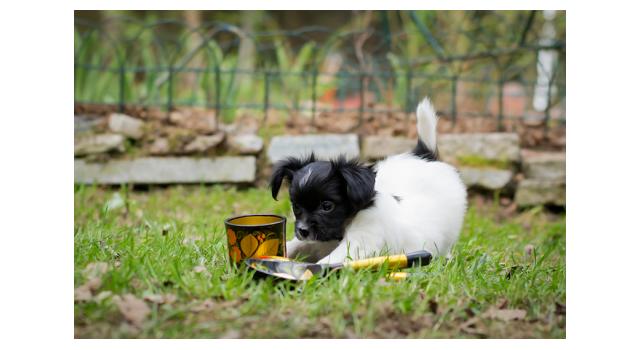 Puppies of papillon in Bon Plaisir Kennel Puppies of papillon in Bon Plaisir Kennel