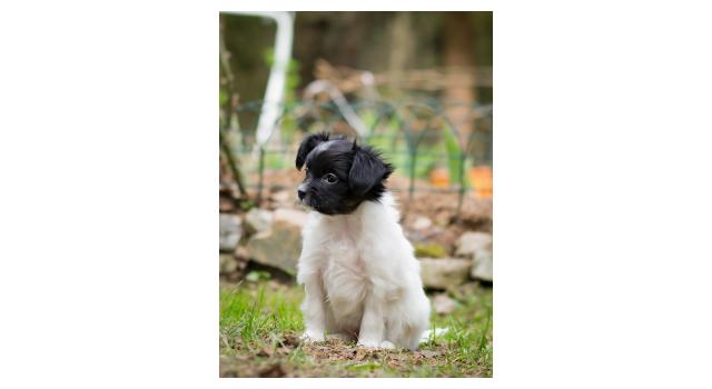 Puppies of papillon in Bon Plaisir Kennel Puppies of papillon in Bon Plaisir Kennel