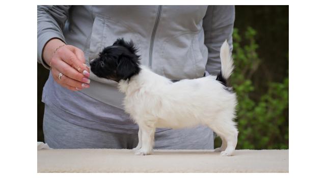 Puppies of papillon in Bon Plaisir Kennel Puppies of papillon in Bon Plaisir Kennel