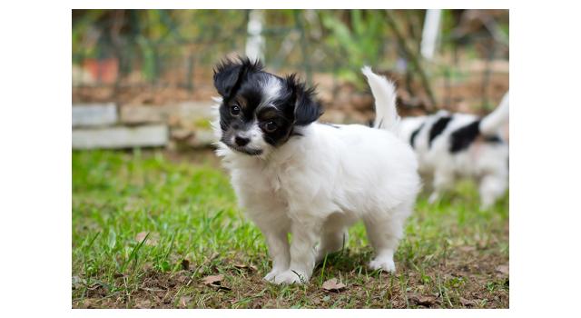Puppies of papillon in Bon Plaisir Kennel Puppies of papillon in Bon Plaisir Kennel