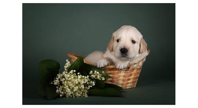 Щенки папийона (папильона) в питомнике Бон Плезир Щенки папийона (папильона) в питомнике Бон Плезир
