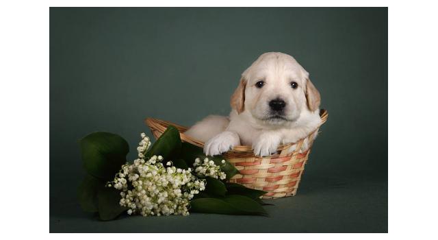 Щенки папийона (папильона) в питомнике Бон Плезир Щенки папийона (папильона) в питомнике Бон Плезир